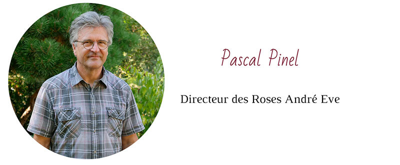 Rosier rosée du matin favori de pascal Pinel